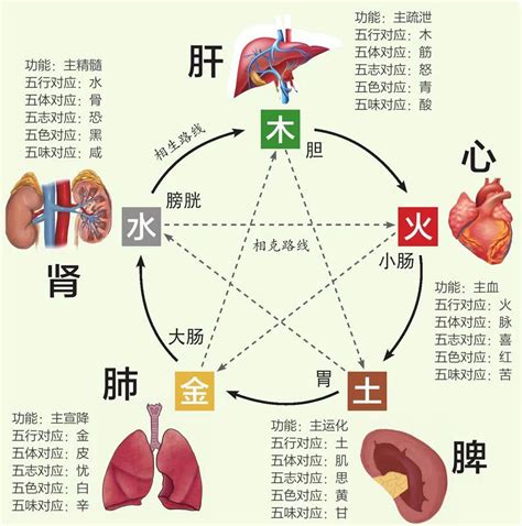 心 五行|中医蕴含的五行学说，五脏之间的关系